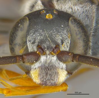 Media type: image;   Entomology 16534 Aspect: head frontal view